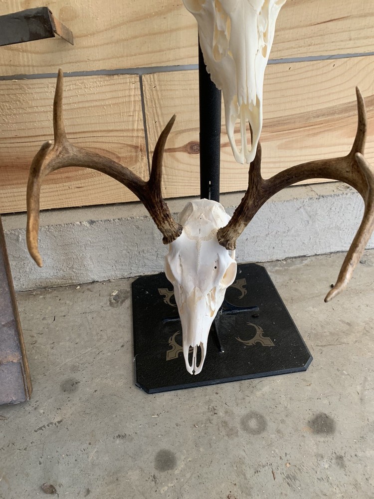 european deer skull mount