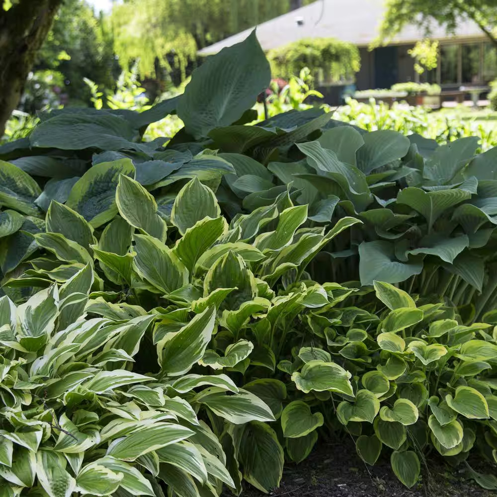 Hostas Premium Blend Roots (6-Set)