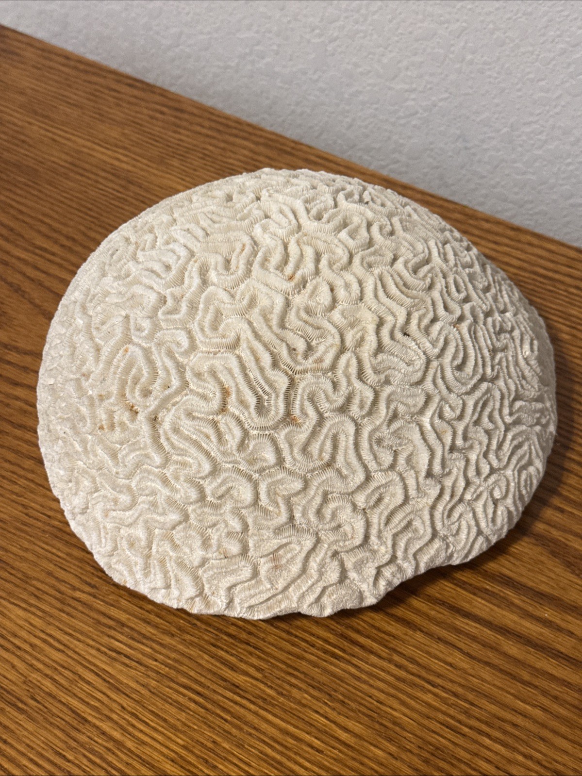 Large Natural Brain Coral Vintage Salt Water Fossil Heavy 9.12 lbs, 9" wide