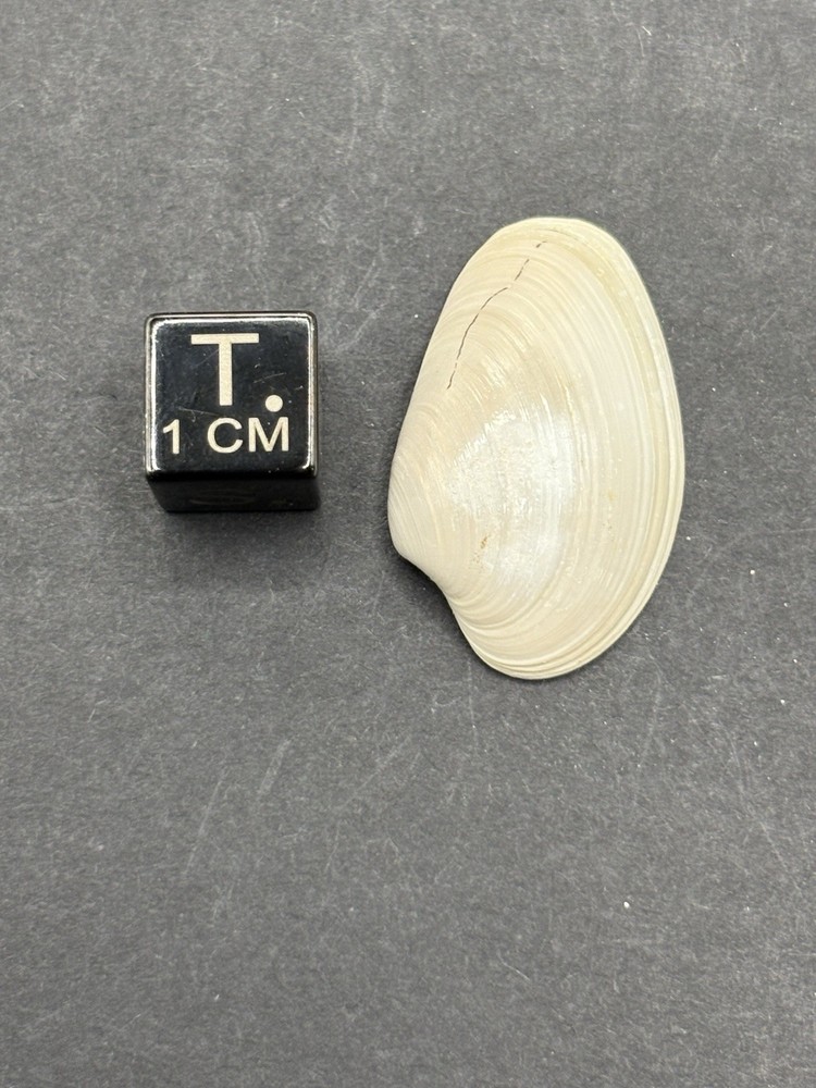 (18) Upper Eocene (Bartonian) Shells from La Chapelle-en-Serval, France