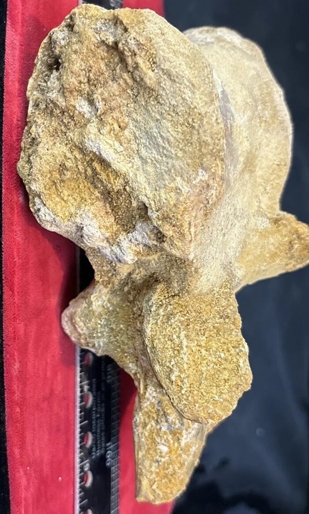 Mosasaurus vertebrae