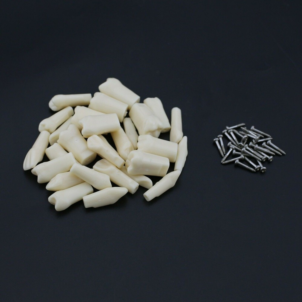 28 Screw-in Teeth Dental Typodont Model Replacement Practice Study Tooth Model