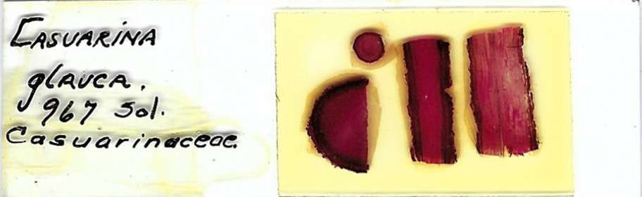 Swamp She-oak Casuarina glauca Microscope Slide