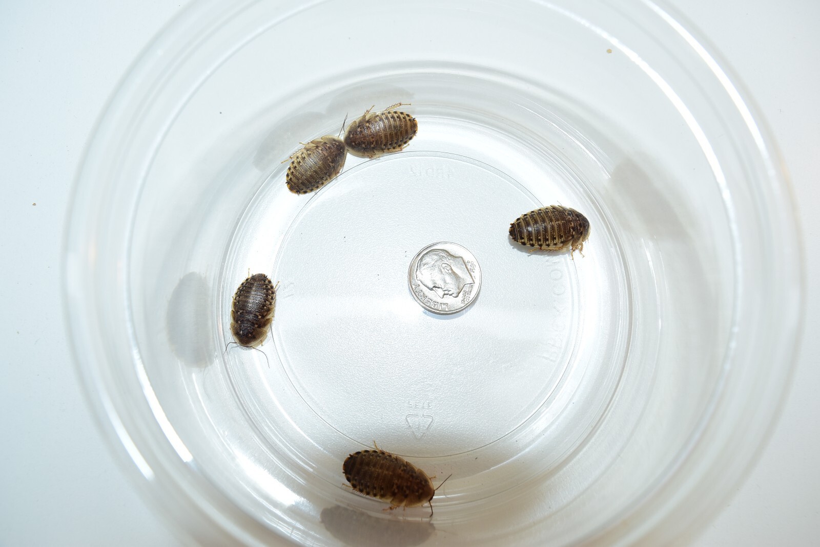 Reptile Feeder Bugs: 50 - 250 Medium Dubia Roaches