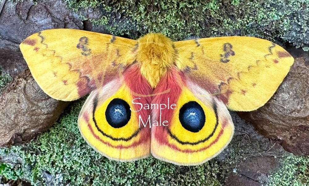 IO MOTH FIVE MALES A+++ QUALITY (UNMOUNTED SPECIMENS)