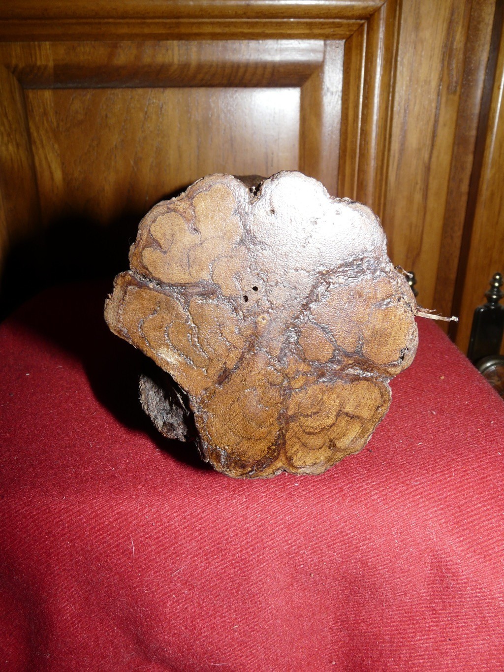 PERU AMAZON AYA. VINE 3X9 INCHES CARVING