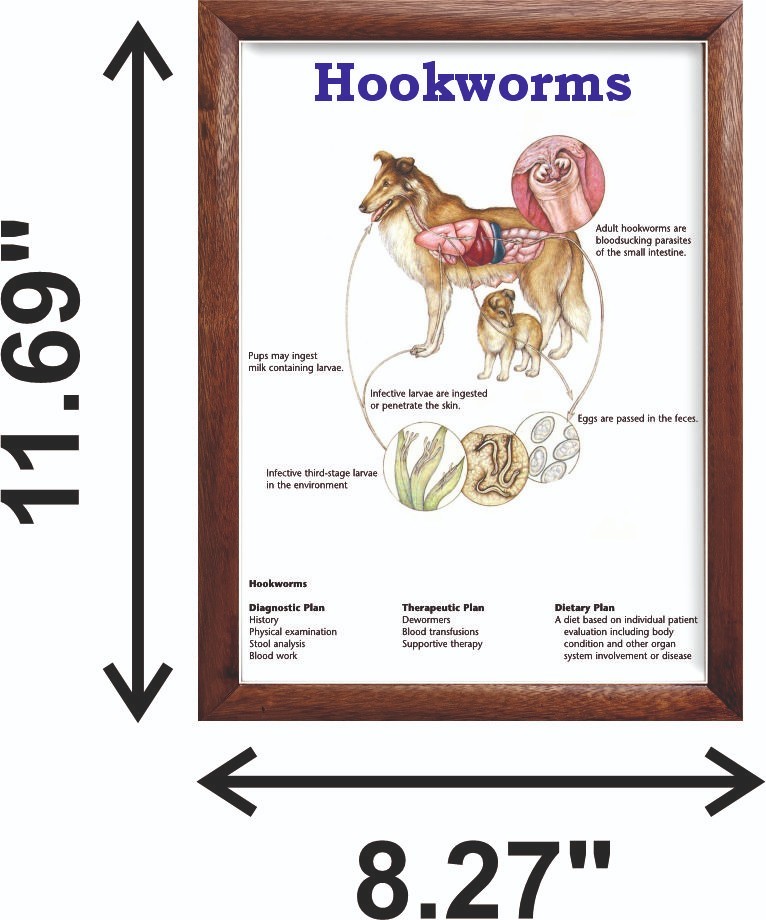 Hookworms Chart 12x18 inches