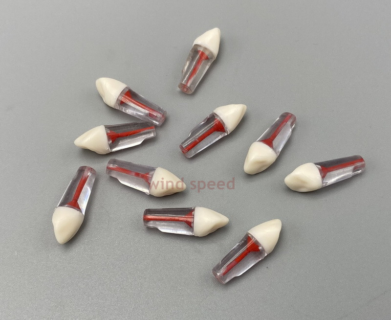 10*New Dental Root Canal Teeth Study Practice Model Endodontic Pulp RCT End File