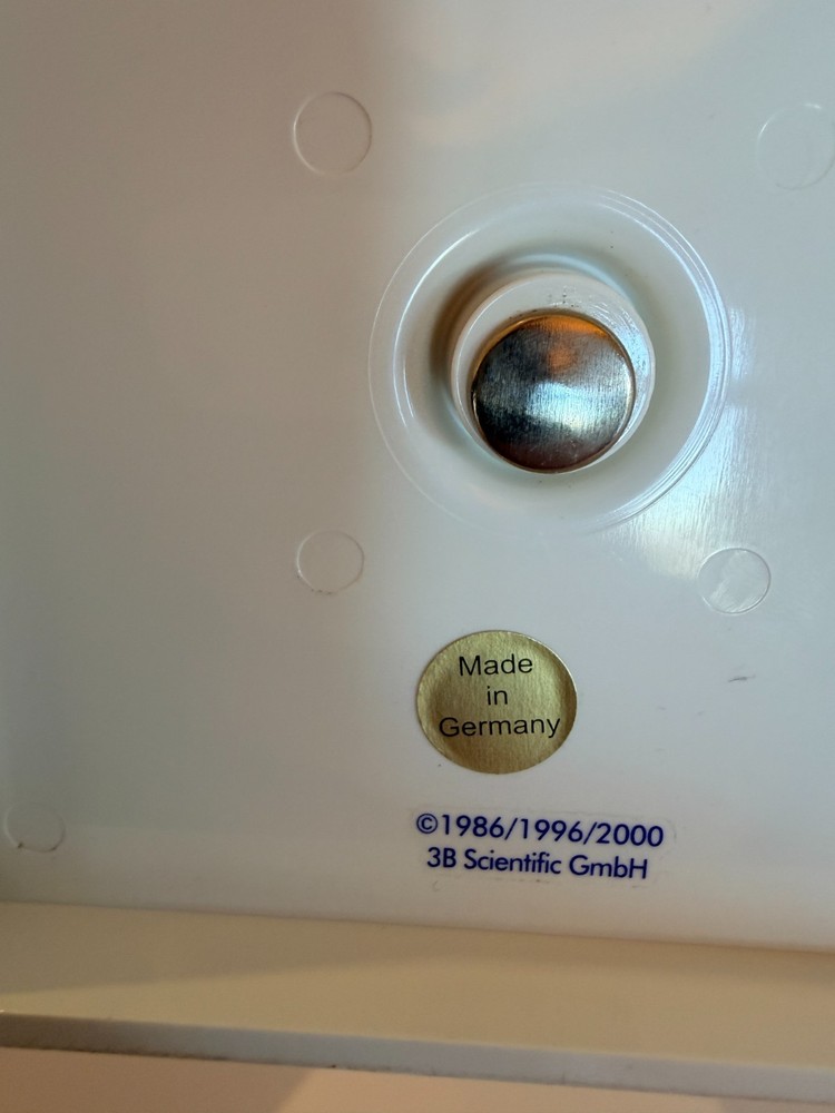 Thoracic Spine Model A73 3B Scientific