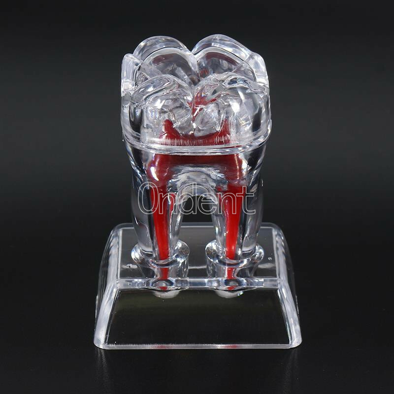 2X Detachable Tooth Model Plastic Teeth Crystal Base Separable Teaching Demo New