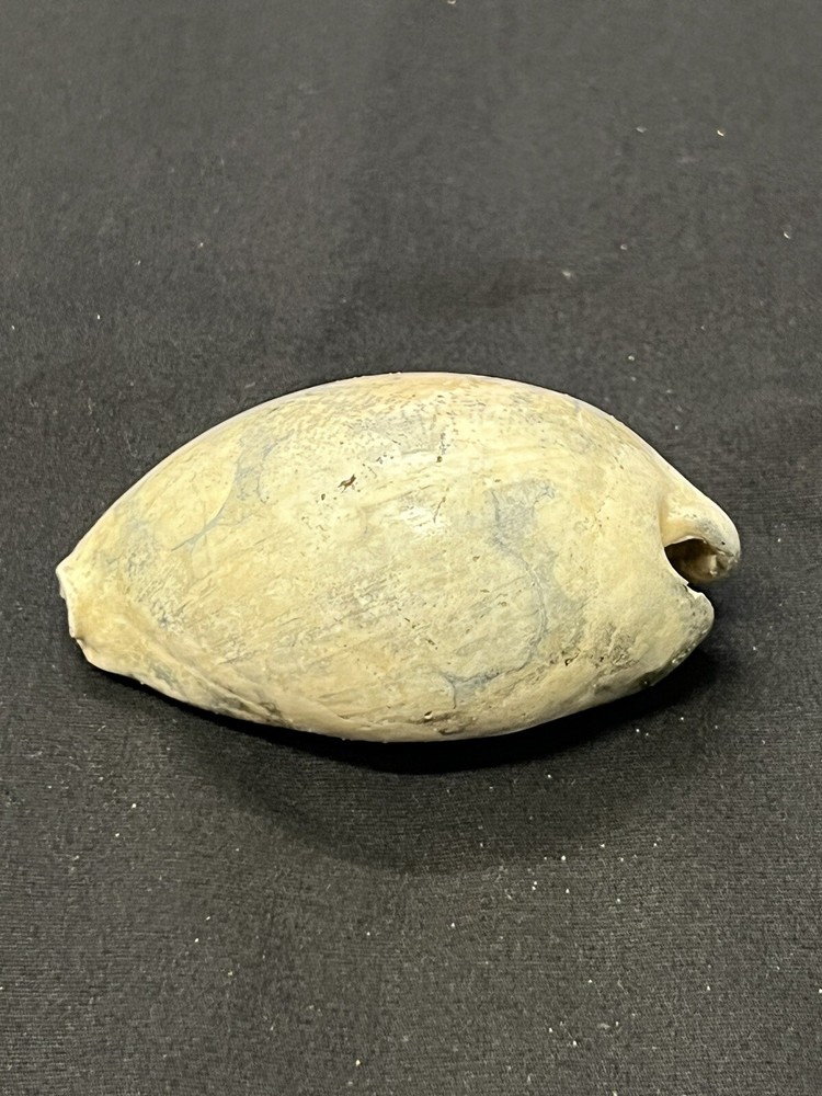 EXTINCT Fossilized COWRIE Shell From Central Florida - Pliocene Era.
