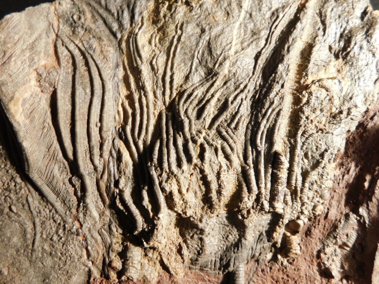 BIG! 430 Million Year Old! CRINOID Fossil or Sea LILY Fossil Morocco 1570gr