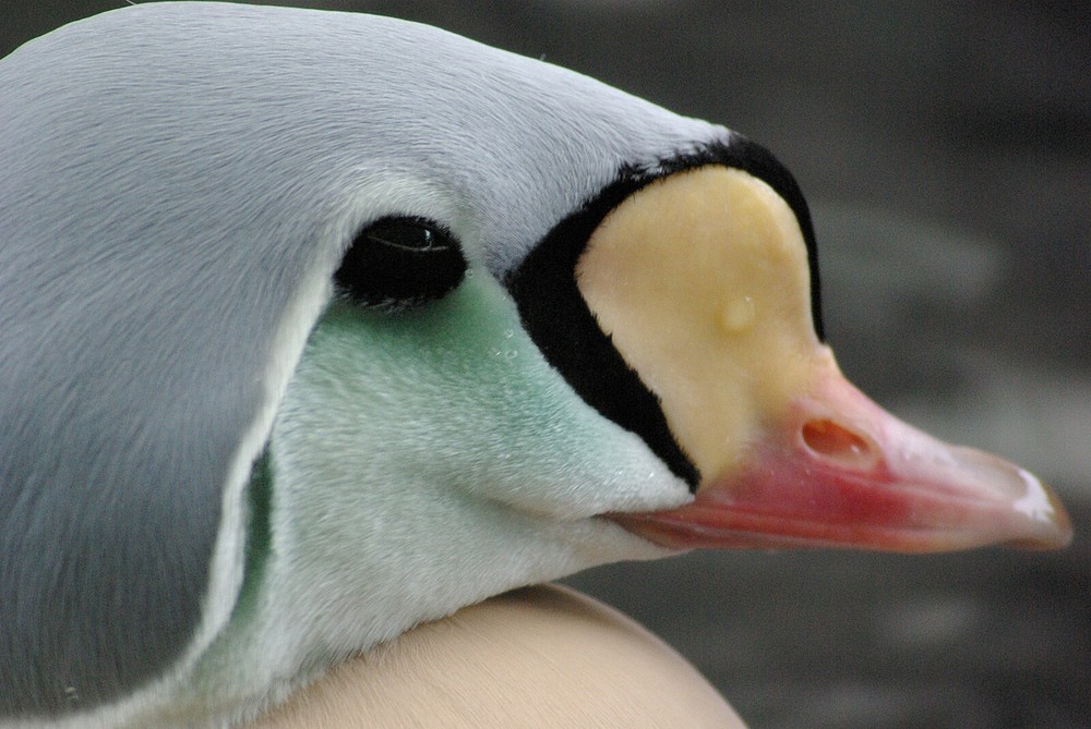 King Eider Taxidermy / Decoy Carving Reference Photo Cd