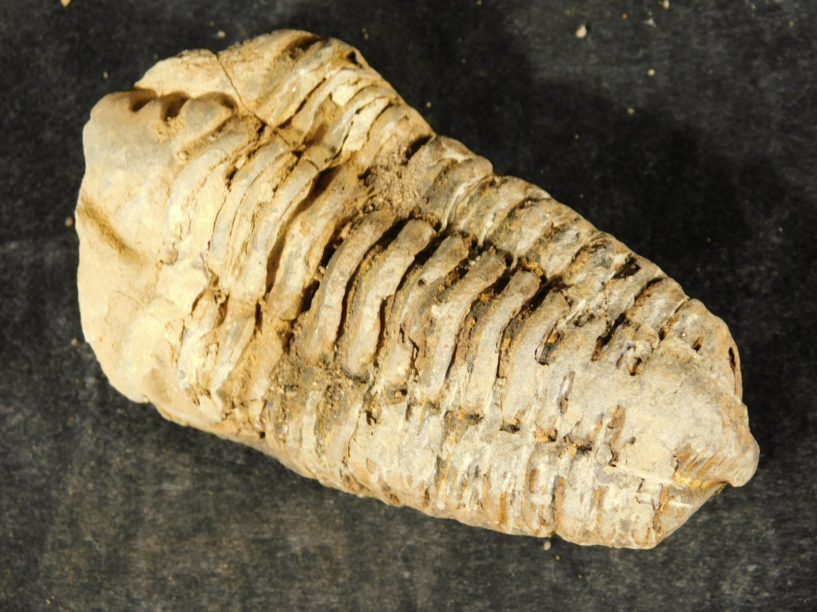 Big! 460 MILLION Year Old! Flexicalymene TRILOBITE Fossil Morocco 7.34