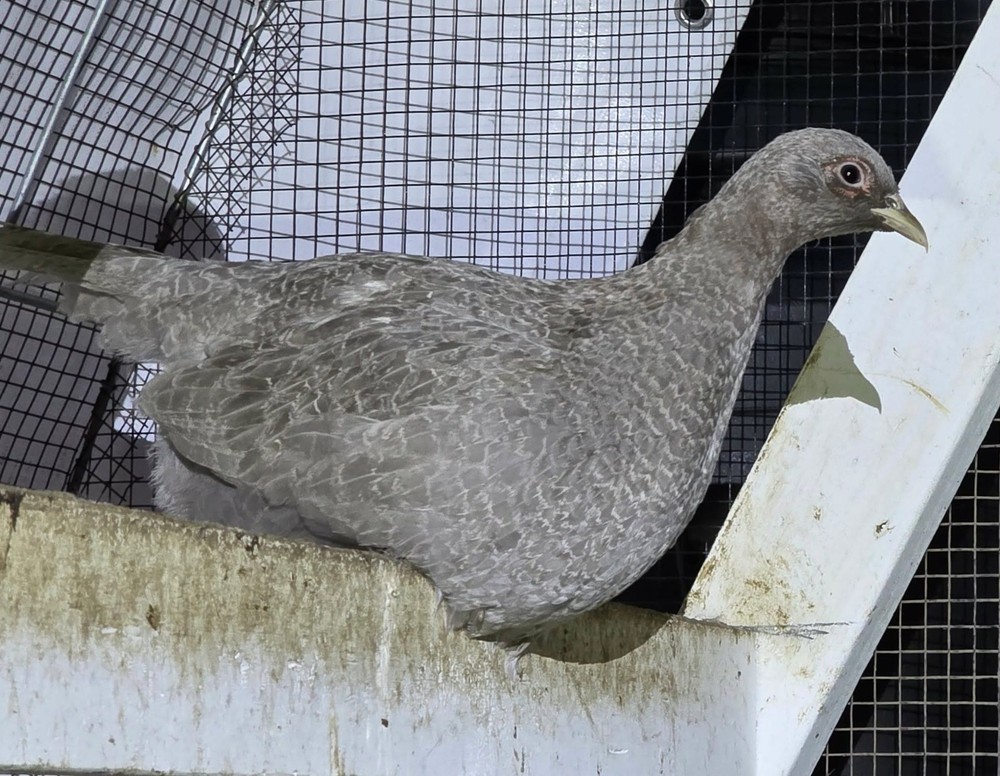 PRESALE-10 Abyssian Blue Ringneck Pheasant Hatching Egg Please read description