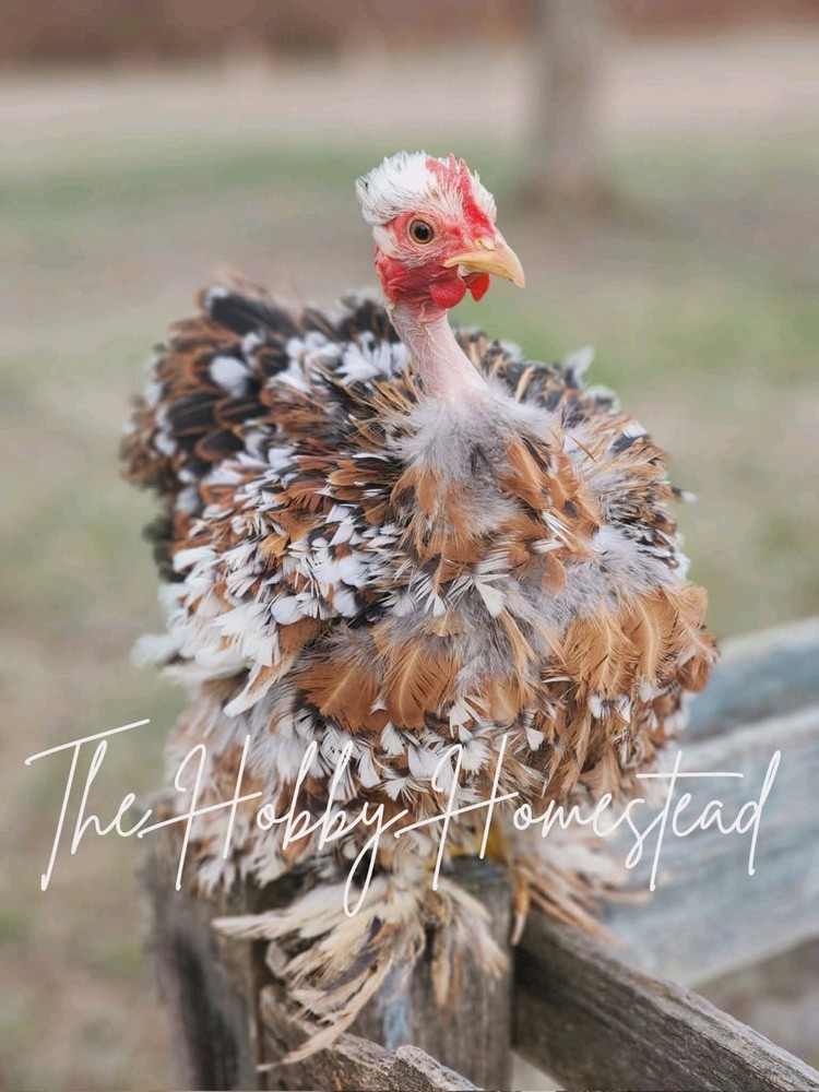 6 Calico Cochin Bantam Hatching Eggs