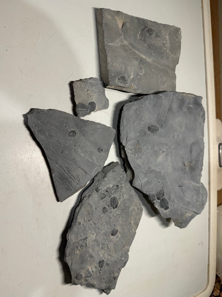 ELRATHIA FIVE MULTIPLE TRILOBITE FOSSIL SPECIMENS ON MATRIX