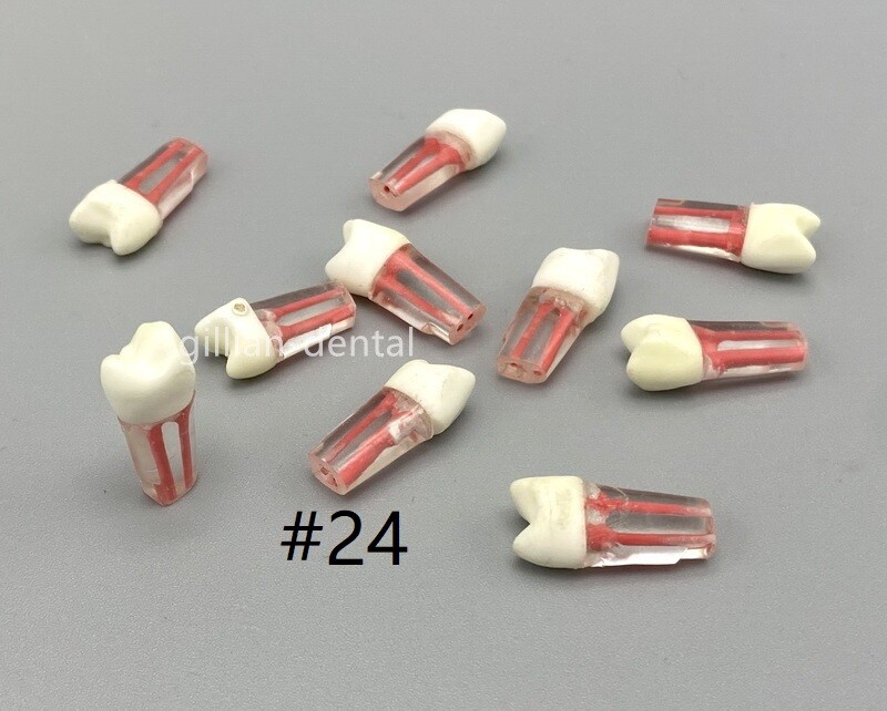 #24 Dental Study Practice Model Root Canal Teeth Endodontic Pulp RCT End File