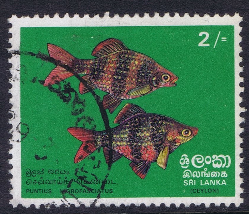 SRI LANKA SG97 2r BLACK RUBY BARB FISH USED