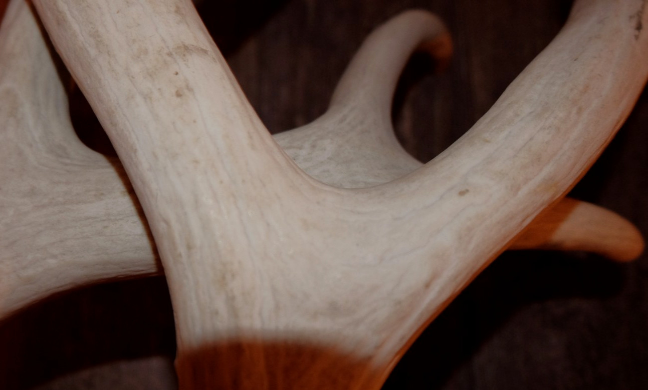 Nice Set Mule Deer Antlers Sheds Taxidermy Mount Cabin Decor Buck Horns