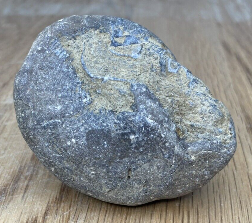 Fossil Specimen, Gastropod, 66mm