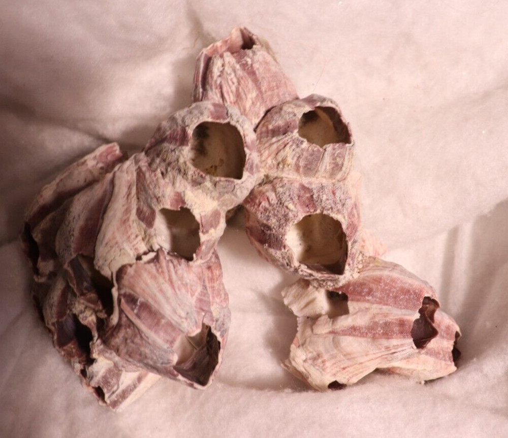 Barnacles Fossil Shell Purple Cluster