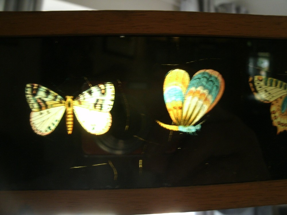 Lantern Slides, BUTTERFLIES