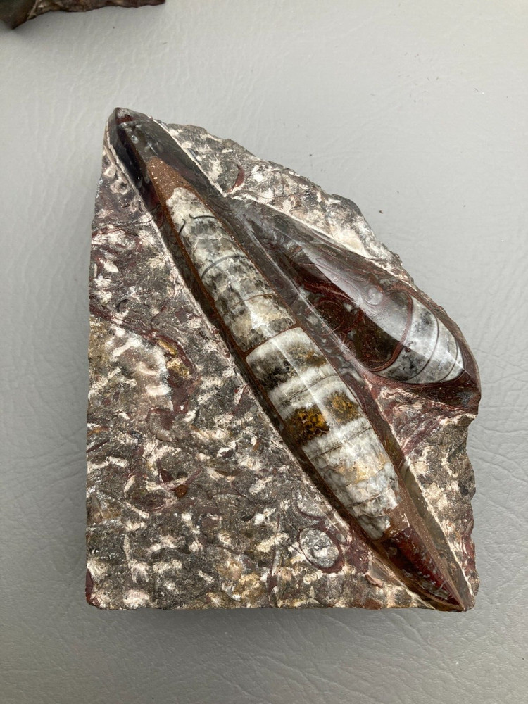 Fossil Orthoceras Bookends