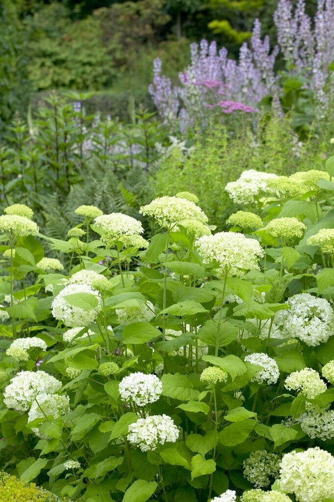 HYDRANGEA ARBORESCENS - STARTER PLANT - APPROX 5-7 INCH