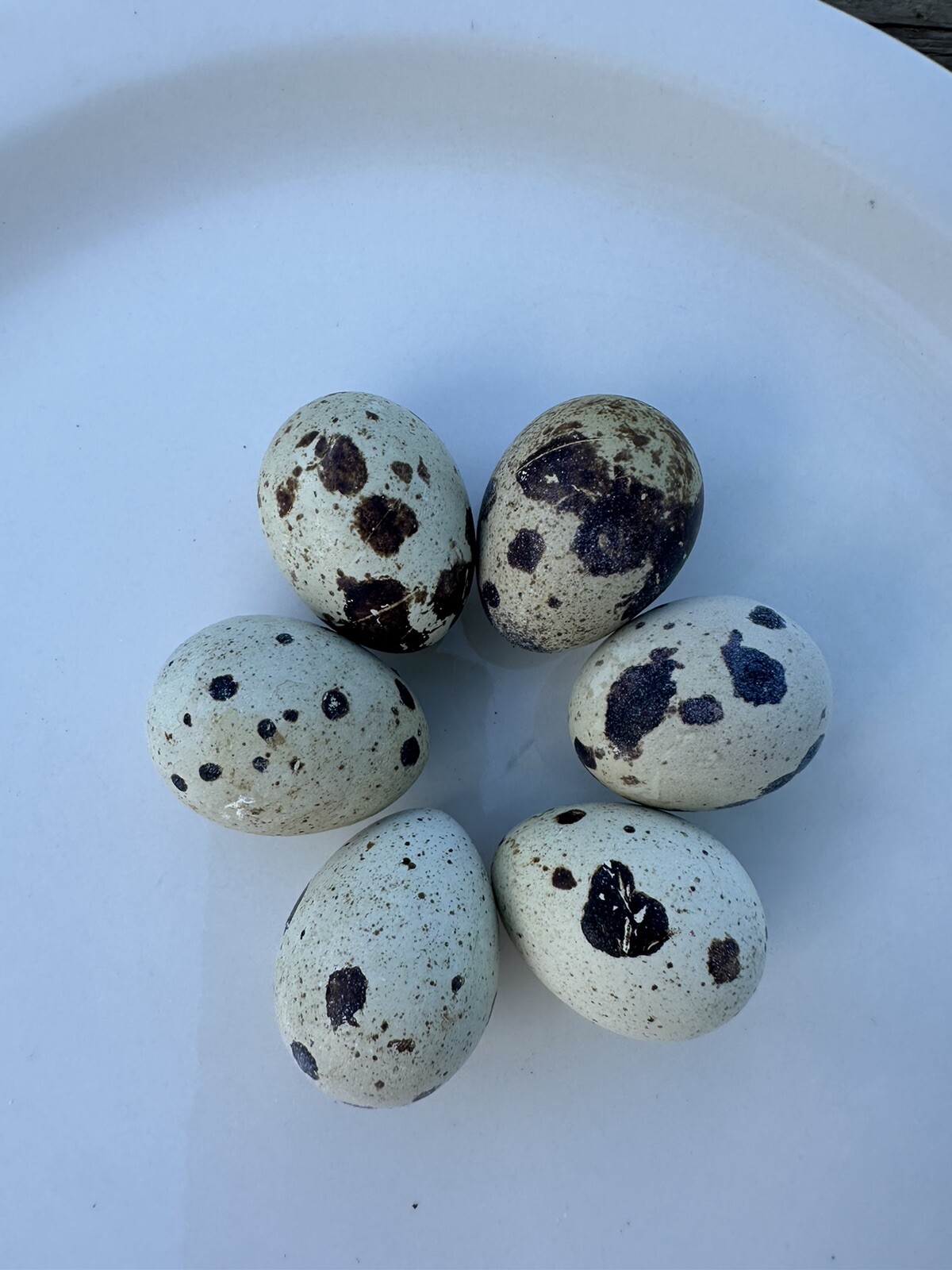 Quail 12++Jumbo Texas A&M Large Egg Layer Great meat priority ship and foam pack