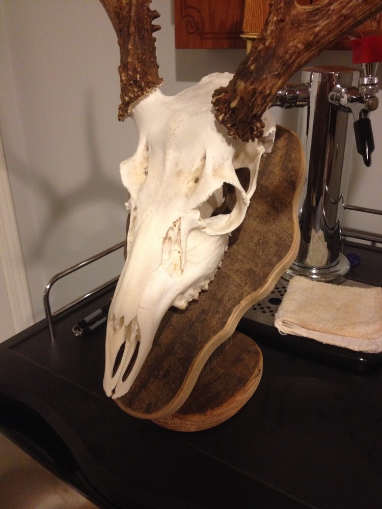 ELM EUROPEAN DEER PLAQUE / SKULL MOUNT KIT