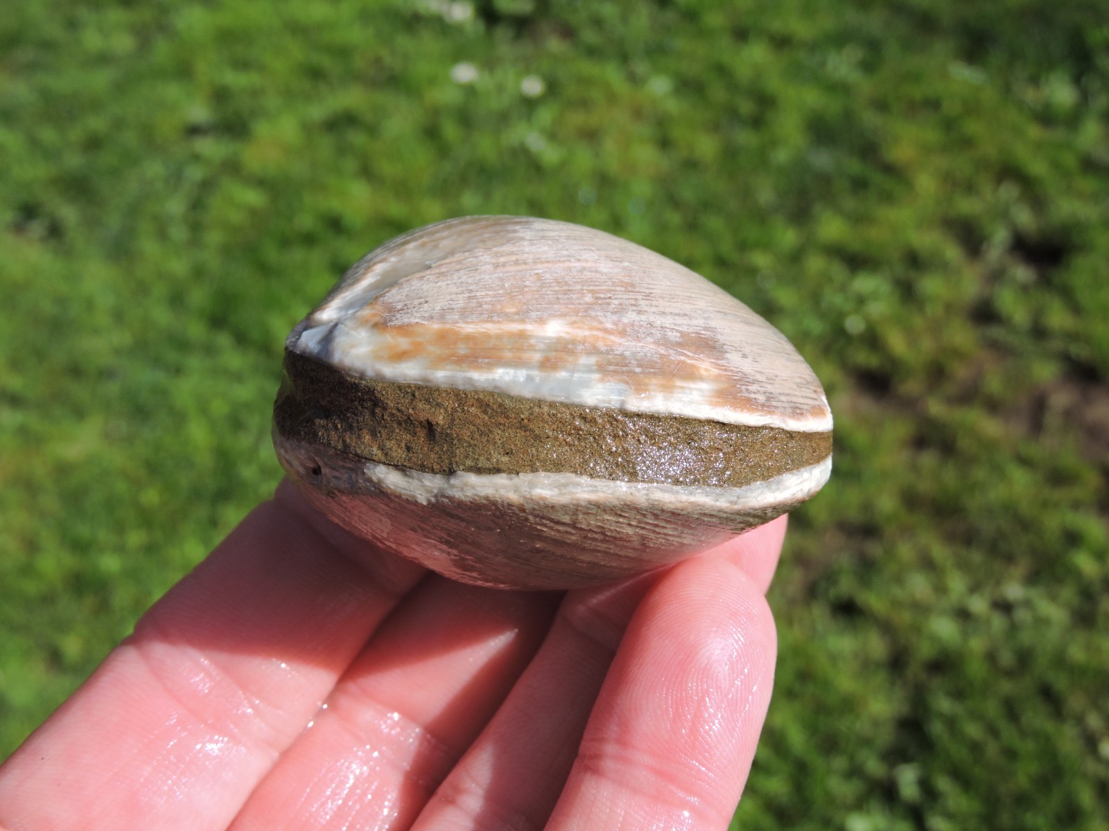 Box of MIXED Pacific Coast CLAM FOSSIL SHELL STONES Anadara, Steinkern ( 4 lb )