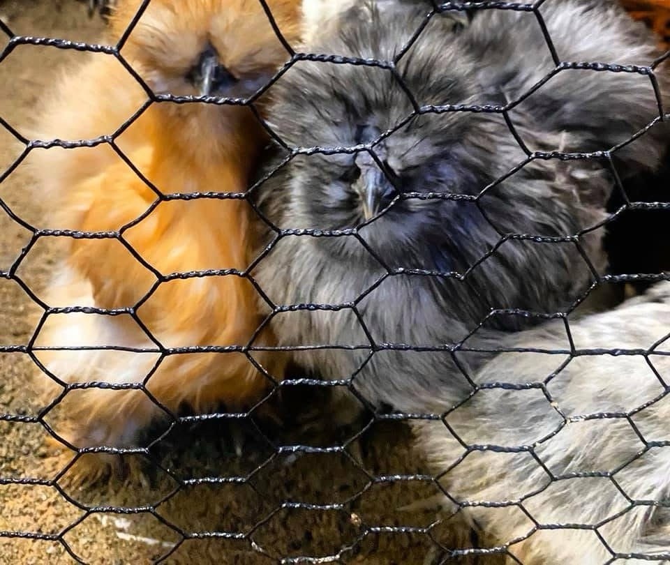 5+1 Silkie Calico Splash/Calico Paint Project Pen Hatching Eggs NPIP/AI