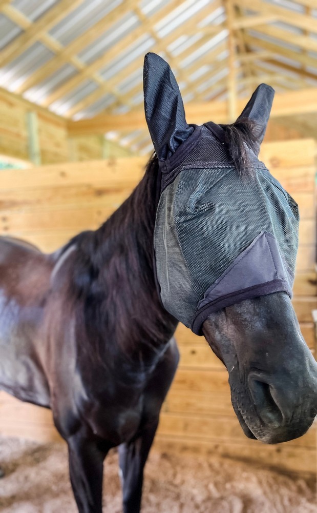 Fly Mask with Ears