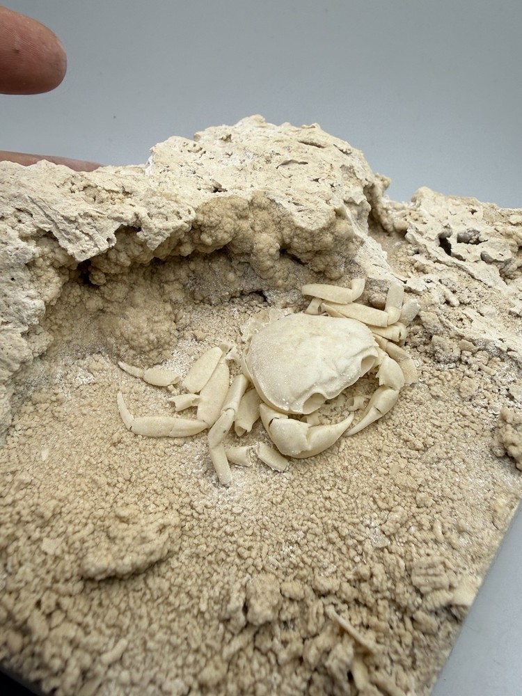 Authentic Potamon Fossil Crab Collection