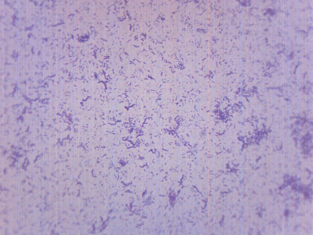 Typical Bacteria, Whole Mount - Prepared Microscope Slide - 75x25mm - Eisco Labs