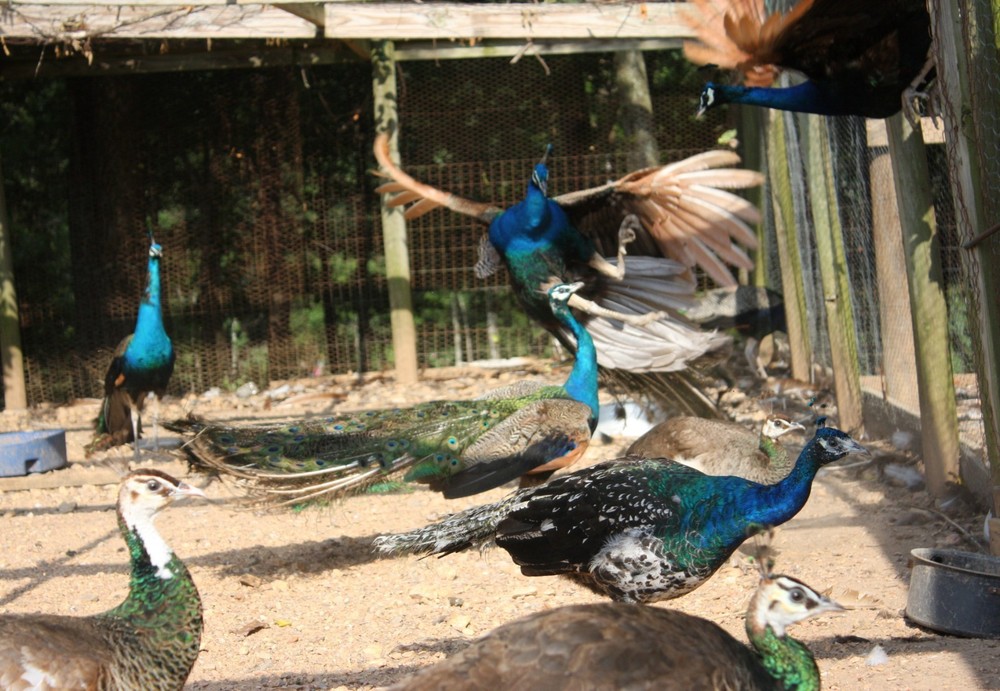 4 Peacock Hatching Eggs