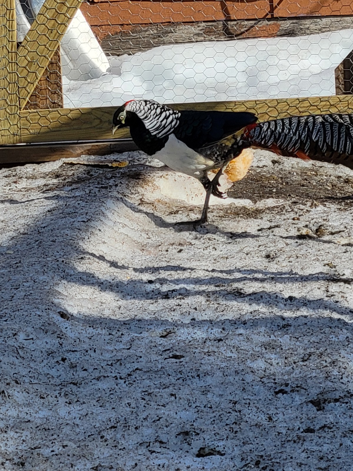 PRE-SALE 6+ Lady Amherst Hatching Eggs — Ships In April-May NPIP