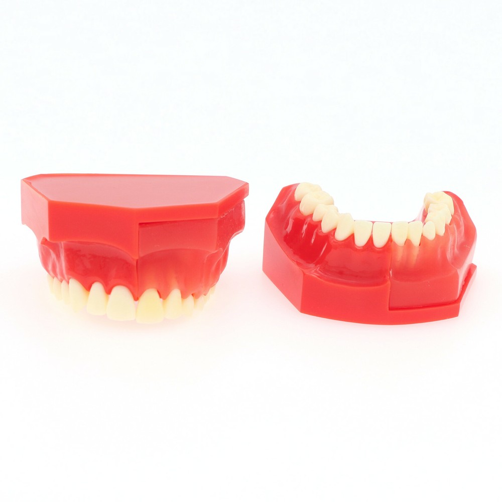 Dental Teeth Permanent Tooth Alternate Demonstration Study Teach Model M7013