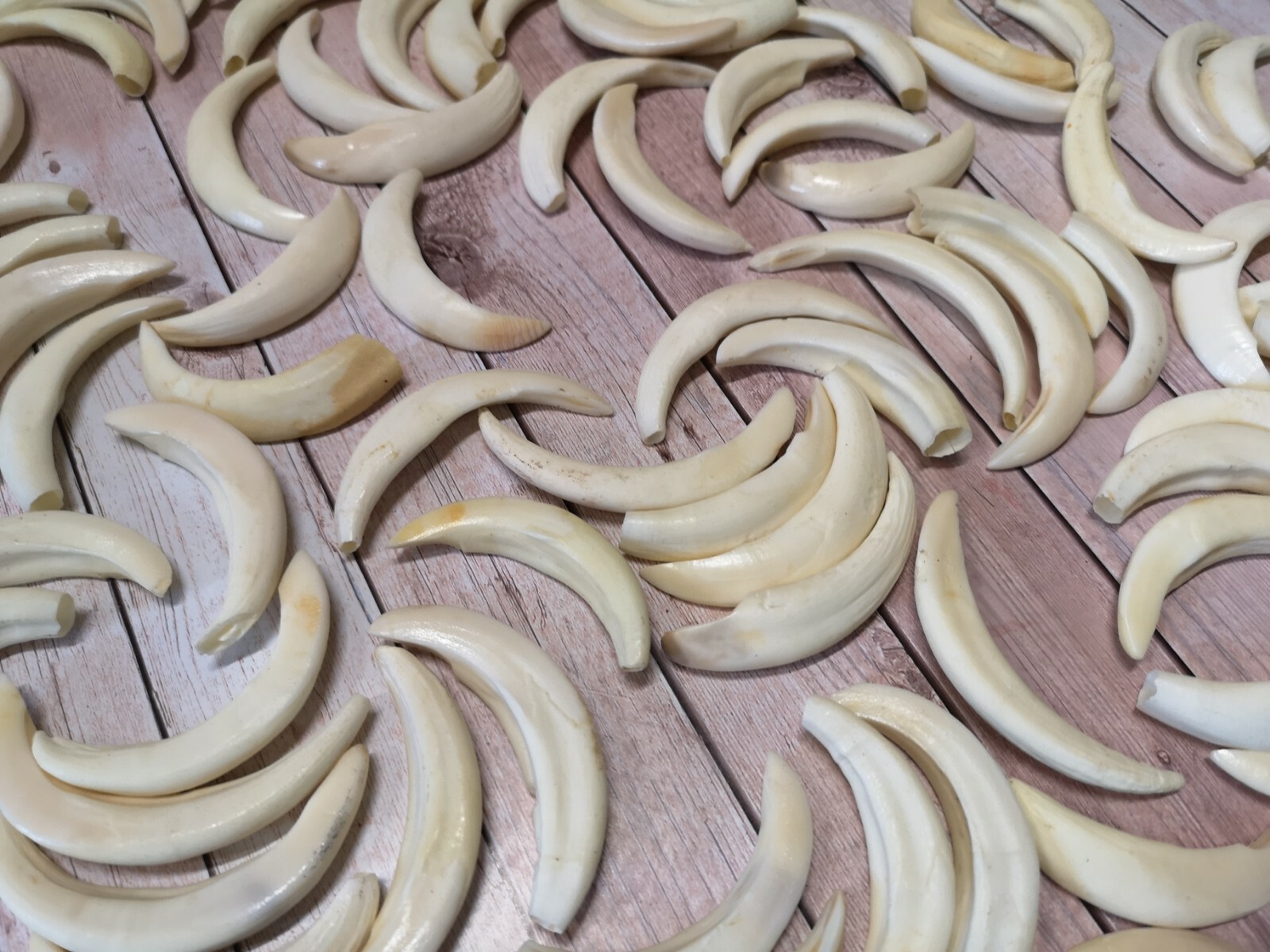 Real wild boar teeth sow hook approx. 5-7 cm! NEW and professional