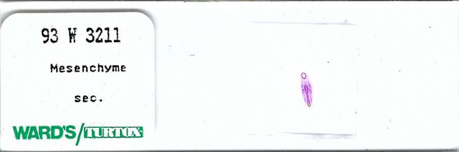 Mesenchyme Microscope Slide