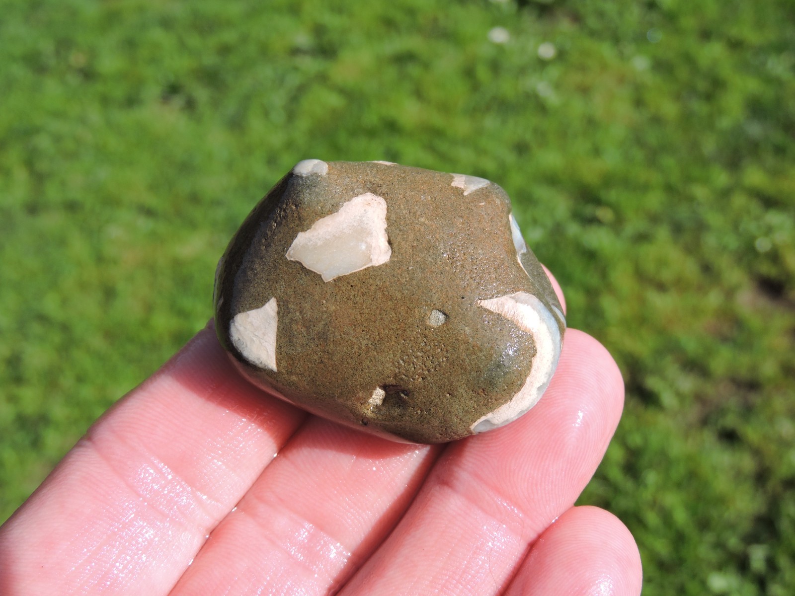 Box of MIXED Pacific Coast CLAM FOSSIL SHELL STONES Anadara, Steinkern ( 4 lb )