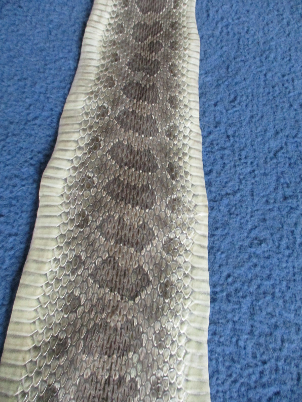 1 rattlesnake skin piece Snake skin scraps pen blanks small wrap education W8