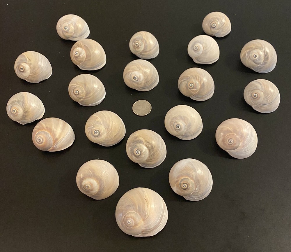 5 Large Shark Eye Shells No Extraction Holes!!!