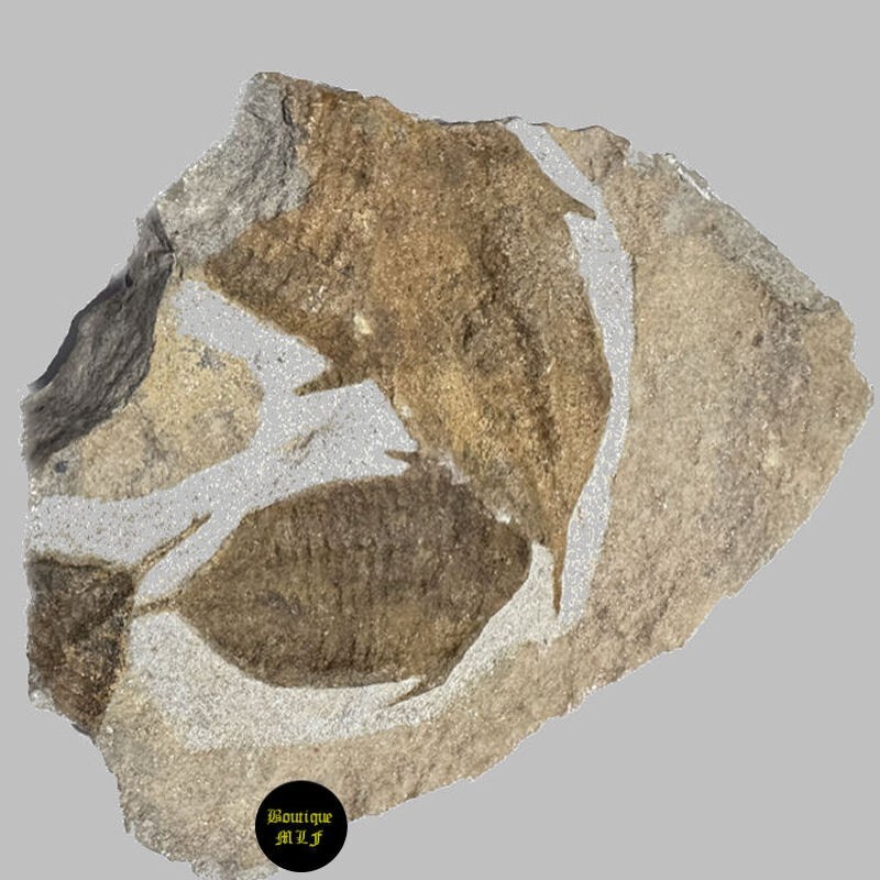 Plate of Mucronaspis sp. Divonian from Morocco