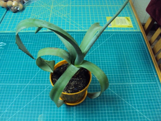 blue agave plant