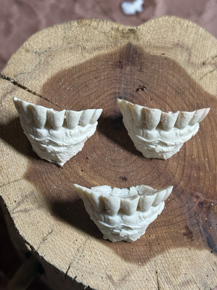 MULE DEER BUCK CAST TEETH EXCEPTIONAL QUALITY