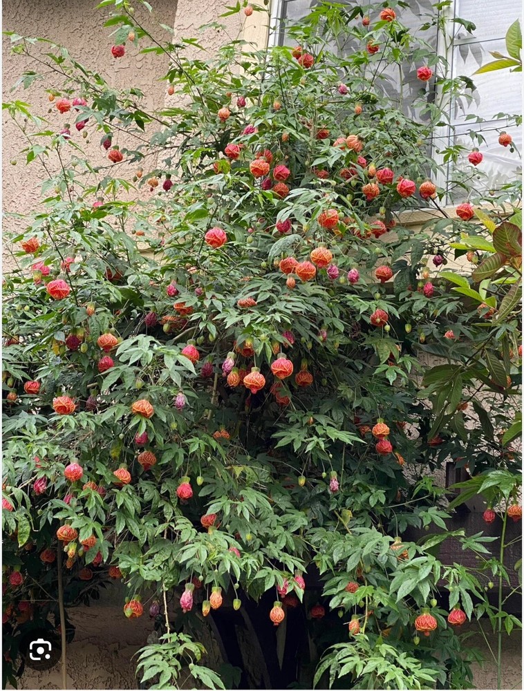 Tiger Eye Abutilon Flowering Maple SMALL ROOTED STARTER Plant
