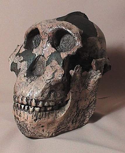 ZINJANTHROPUS  SKULL   REPLICA