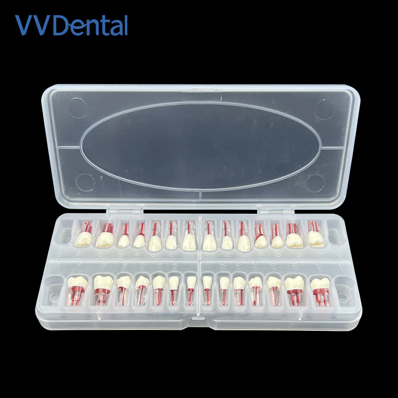 Dental Endodontic Teeth Model Root Canal Practice Typodont Teeth Model 28Pcs